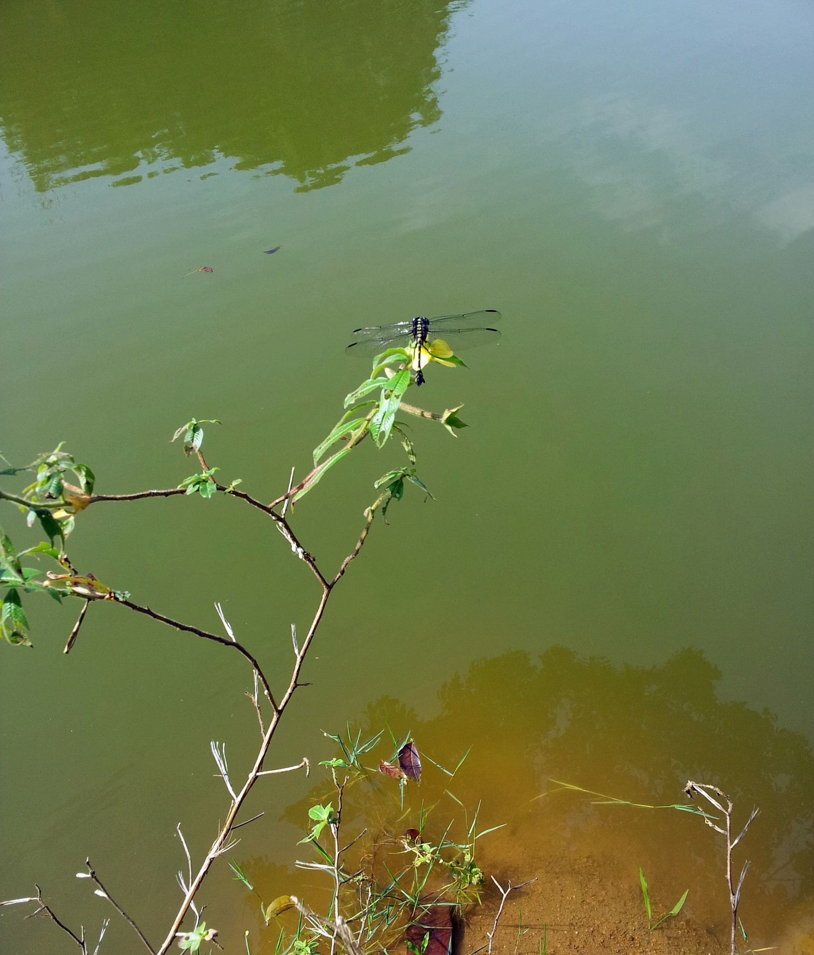 dragonfly lakeside dragonfly by the lakeside free photo
