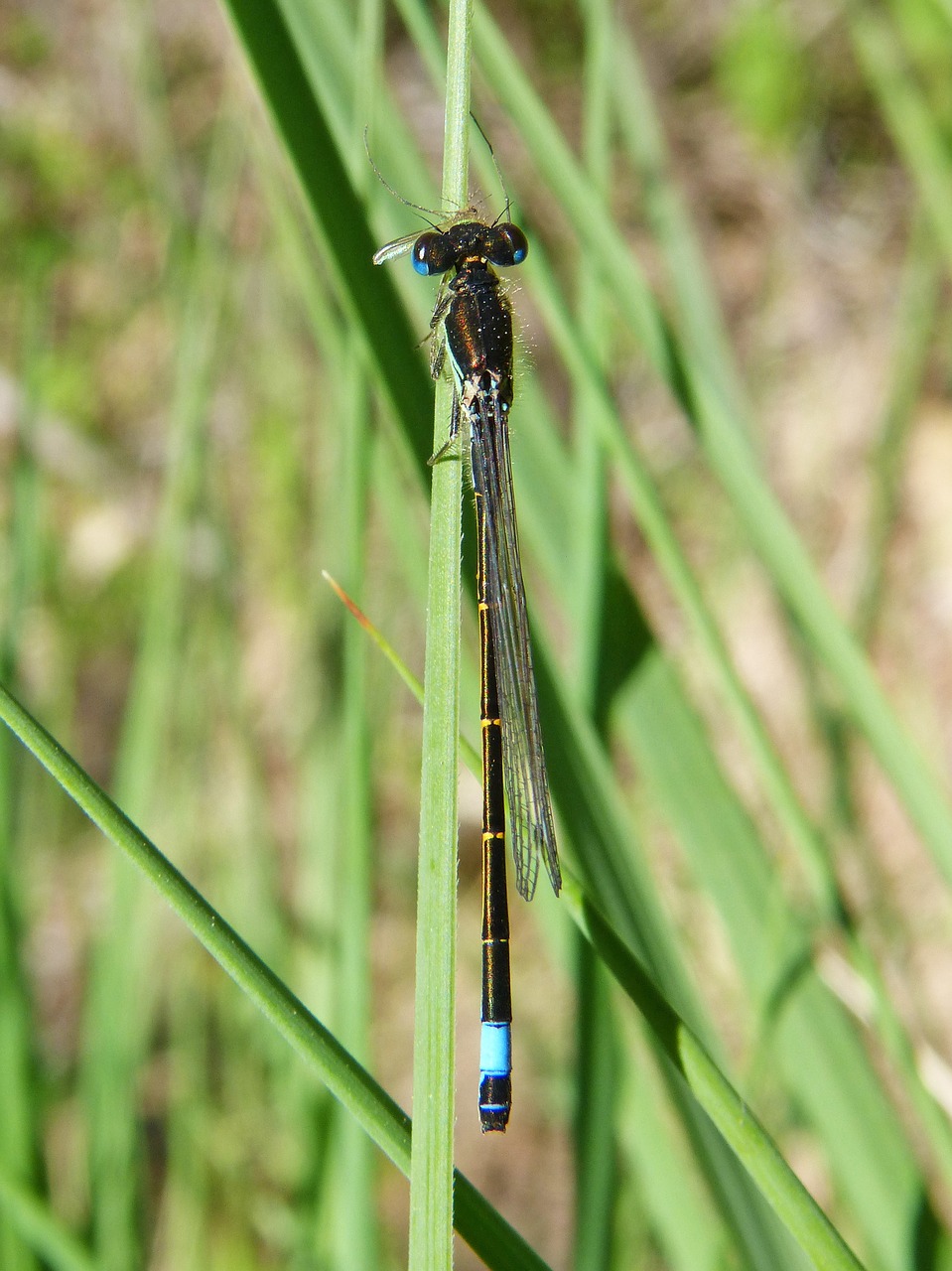 dragonfly eating a mosquito dragonfly predator free photo