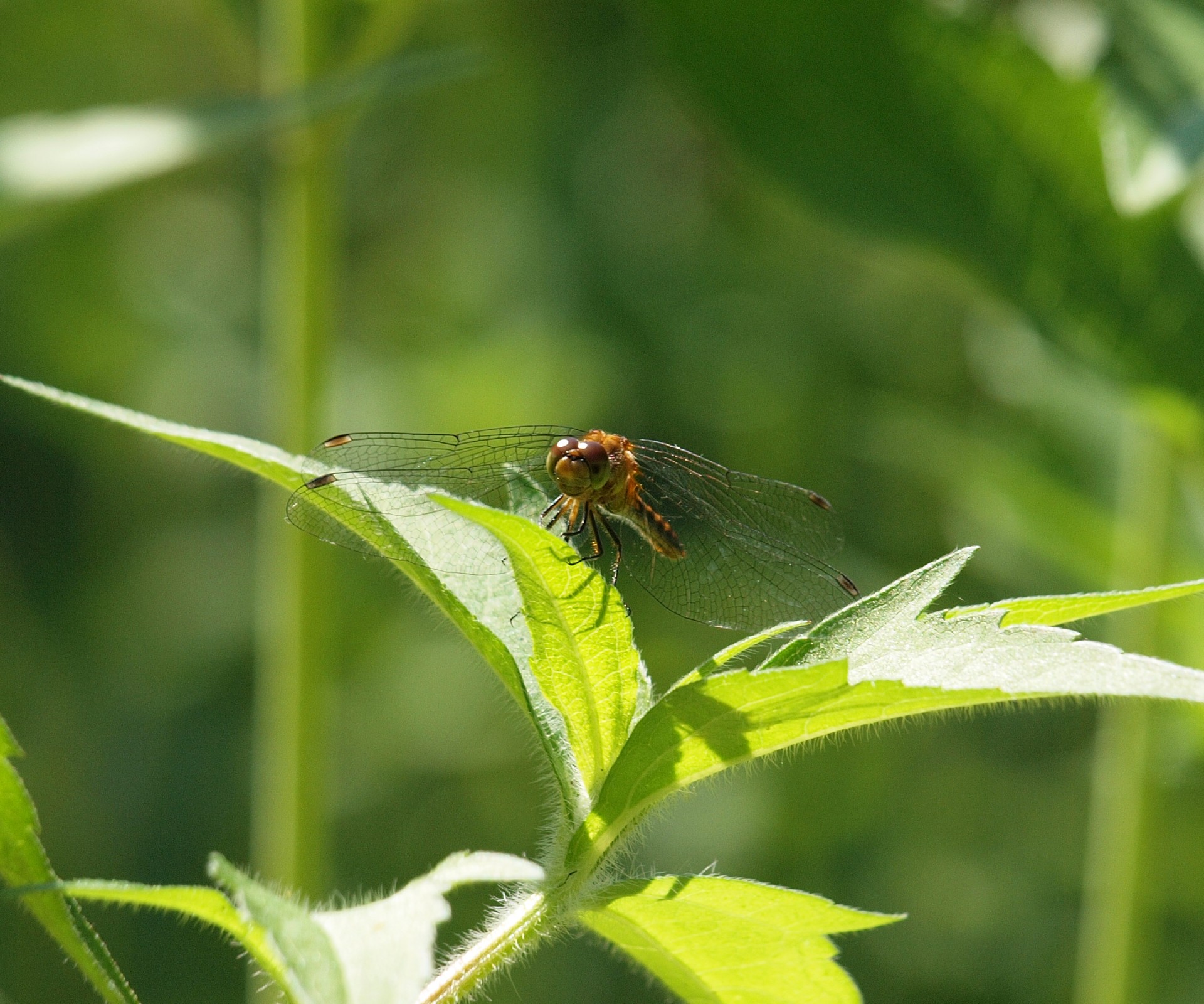 dragonflies insects insect free photo