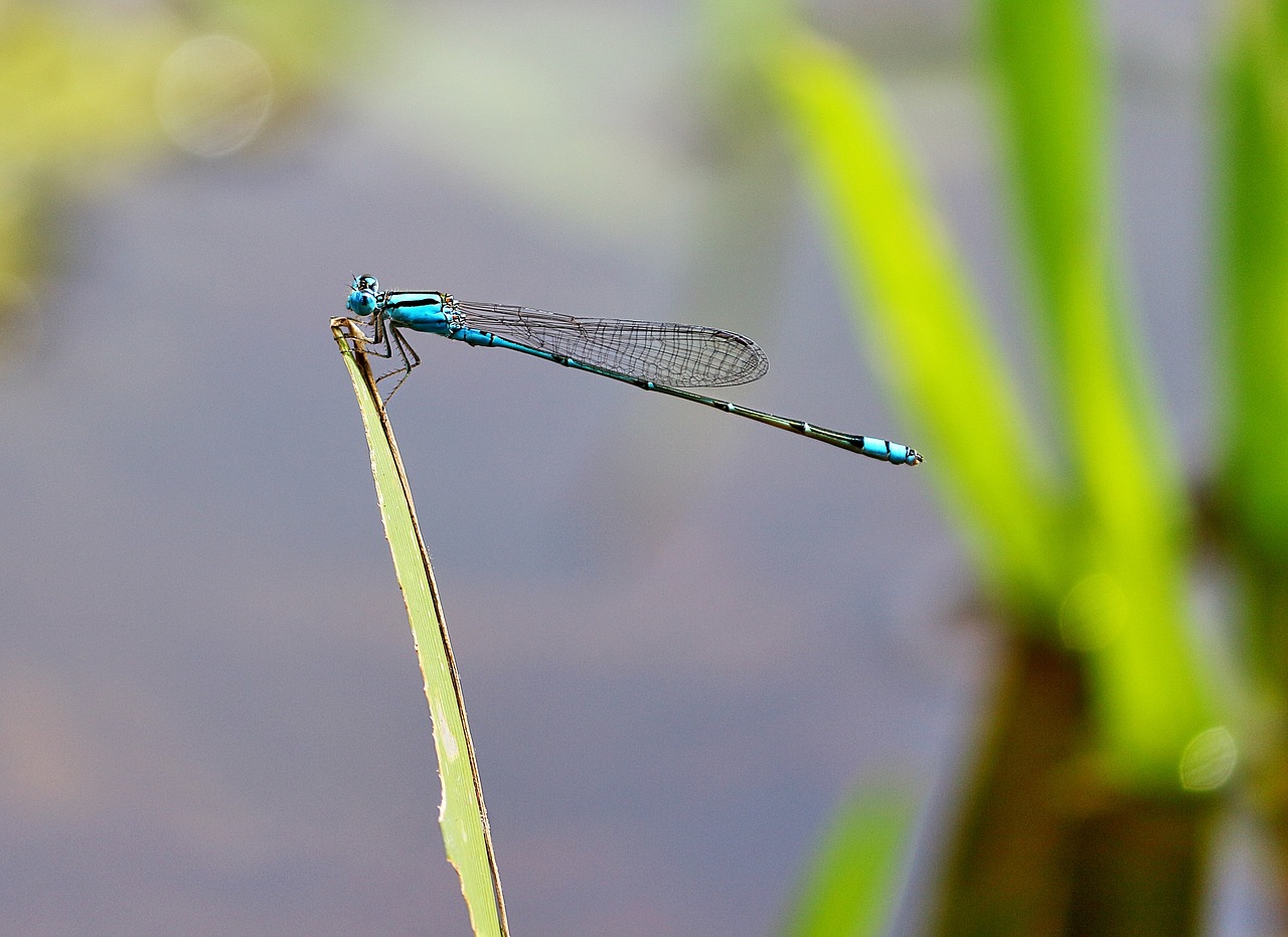 dragonfly needles resting water free photo