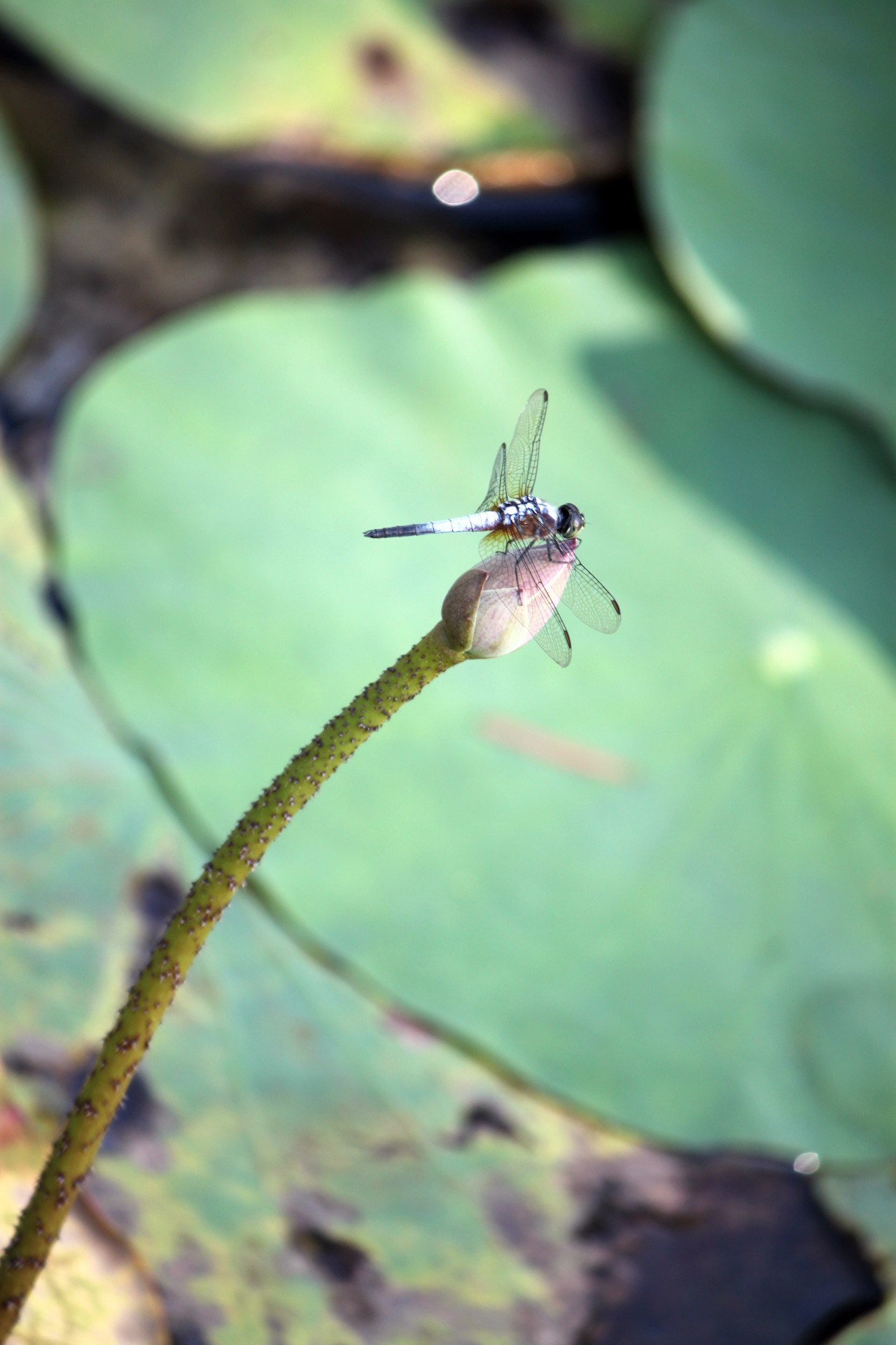 dragonfly lotus flower free photo