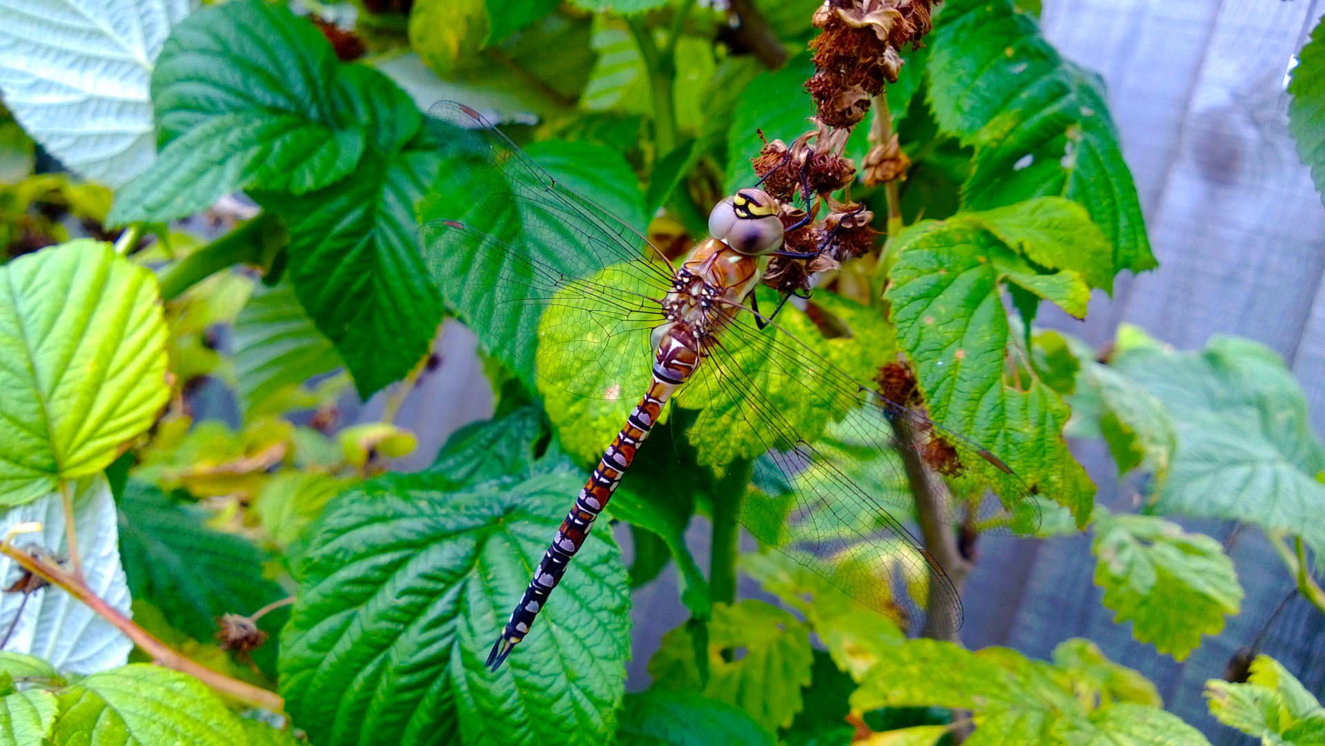 dragonfly close-up nature free photo