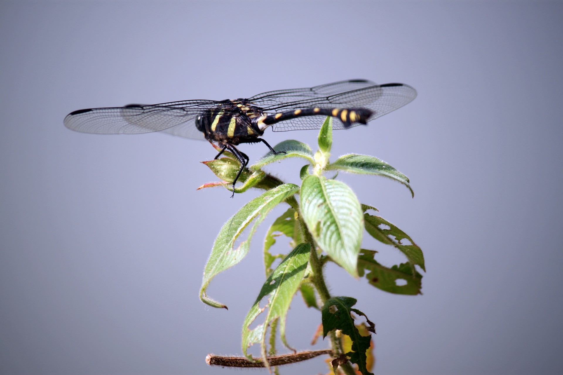 dragonfly stick dragonfly on the flower free photo