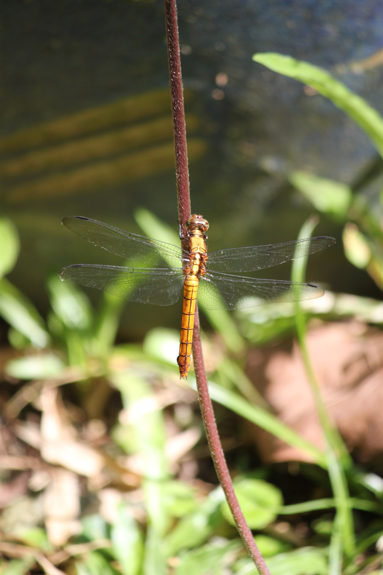 dragonfly stick dragonfly on the stick free photo