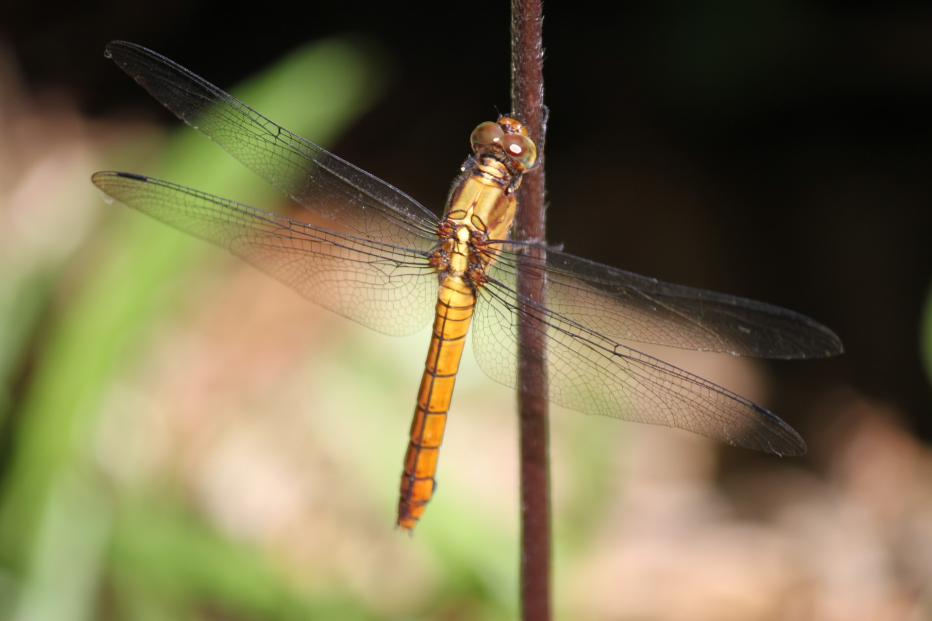 dragonfly stick dragonfly on the stick free photo