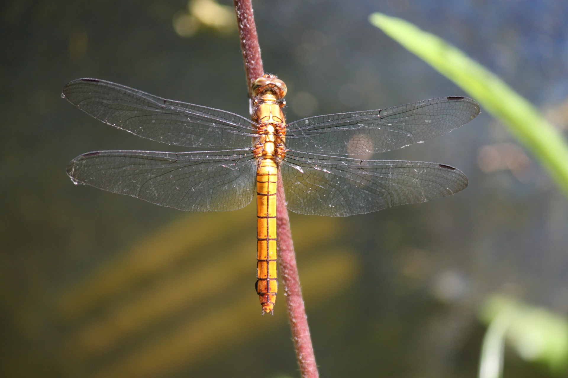 dragonfly stick dragonfly on the stick free photo