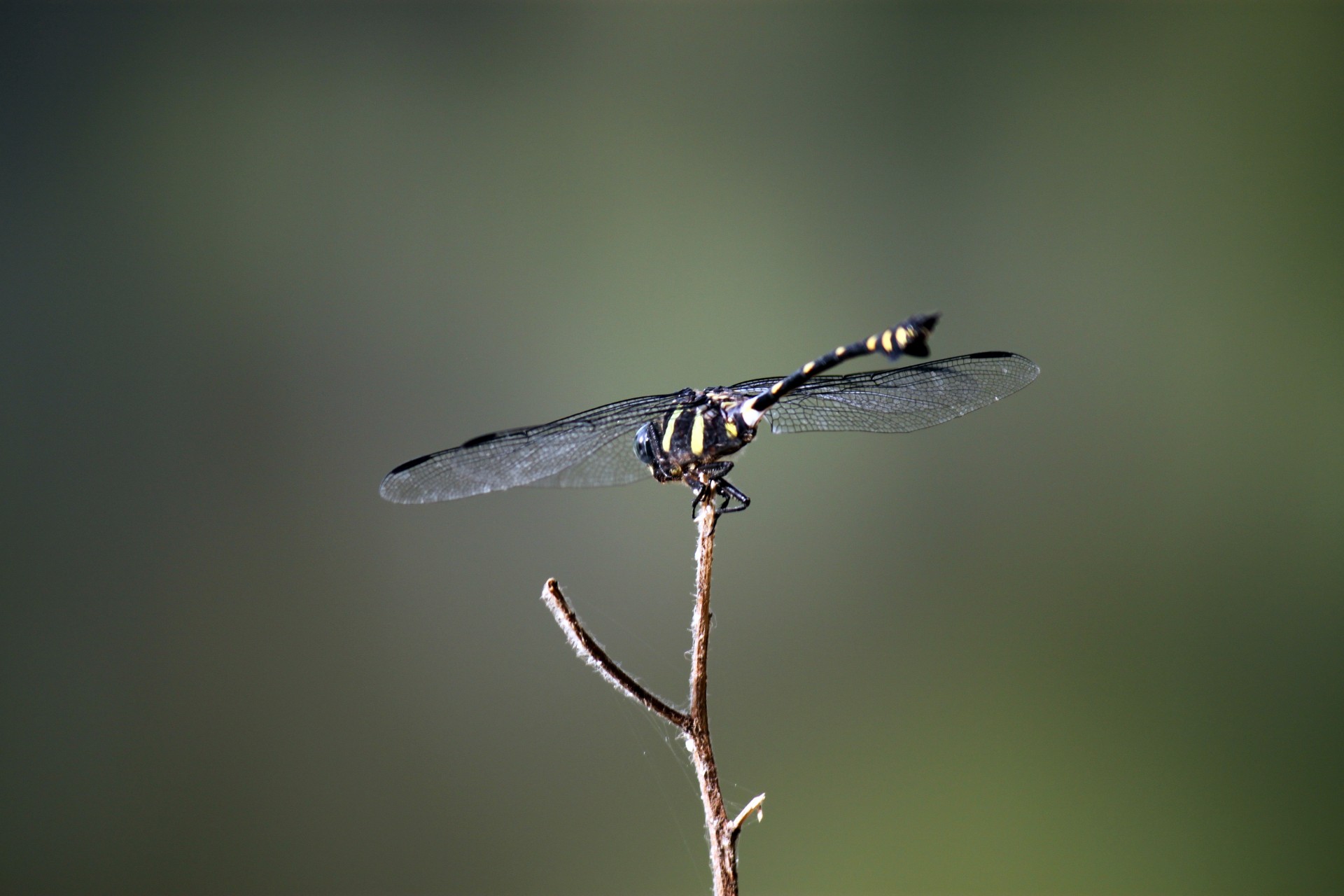 dragonfly stick giant dragonfly grey free photo