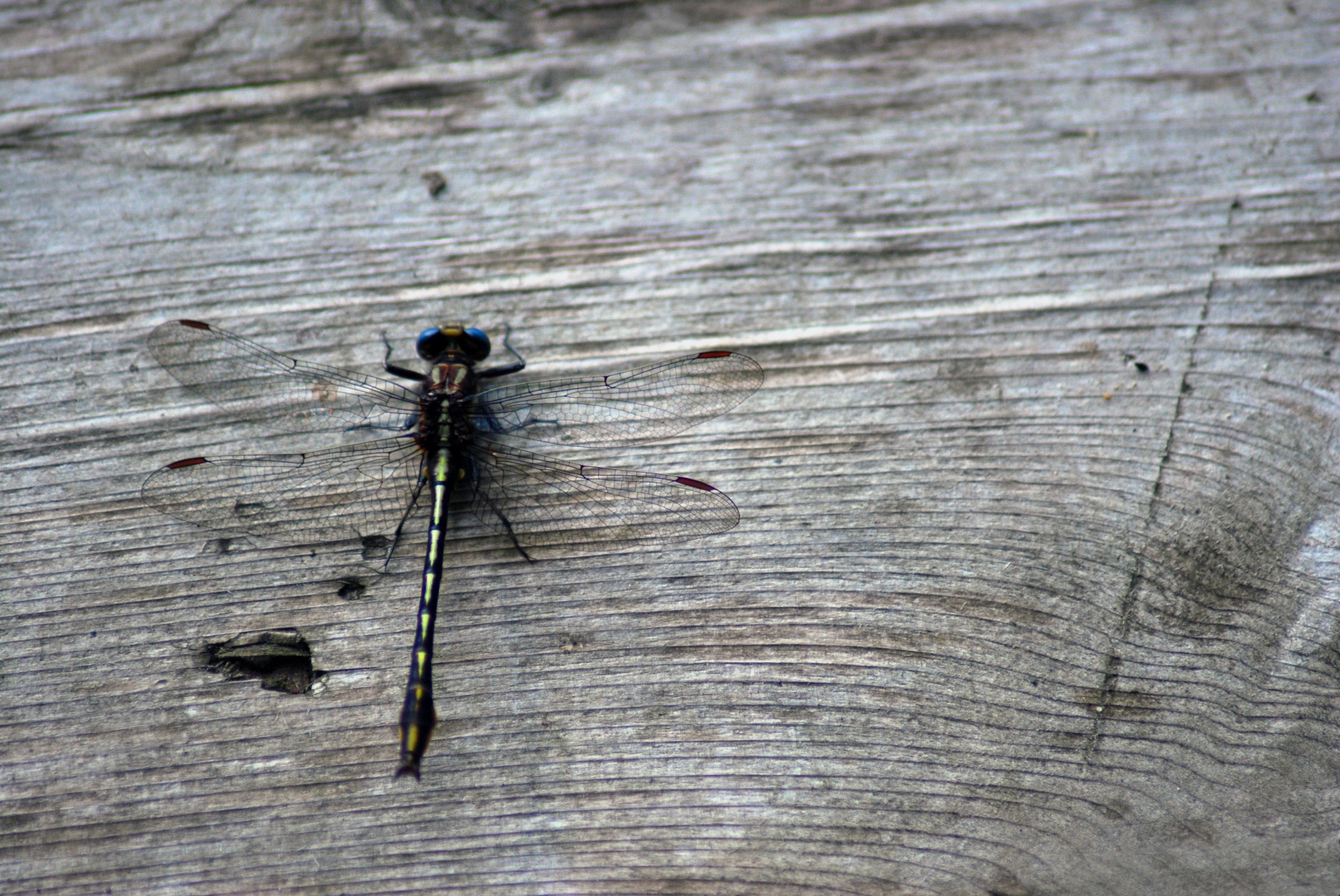 insect macro closeup free photo