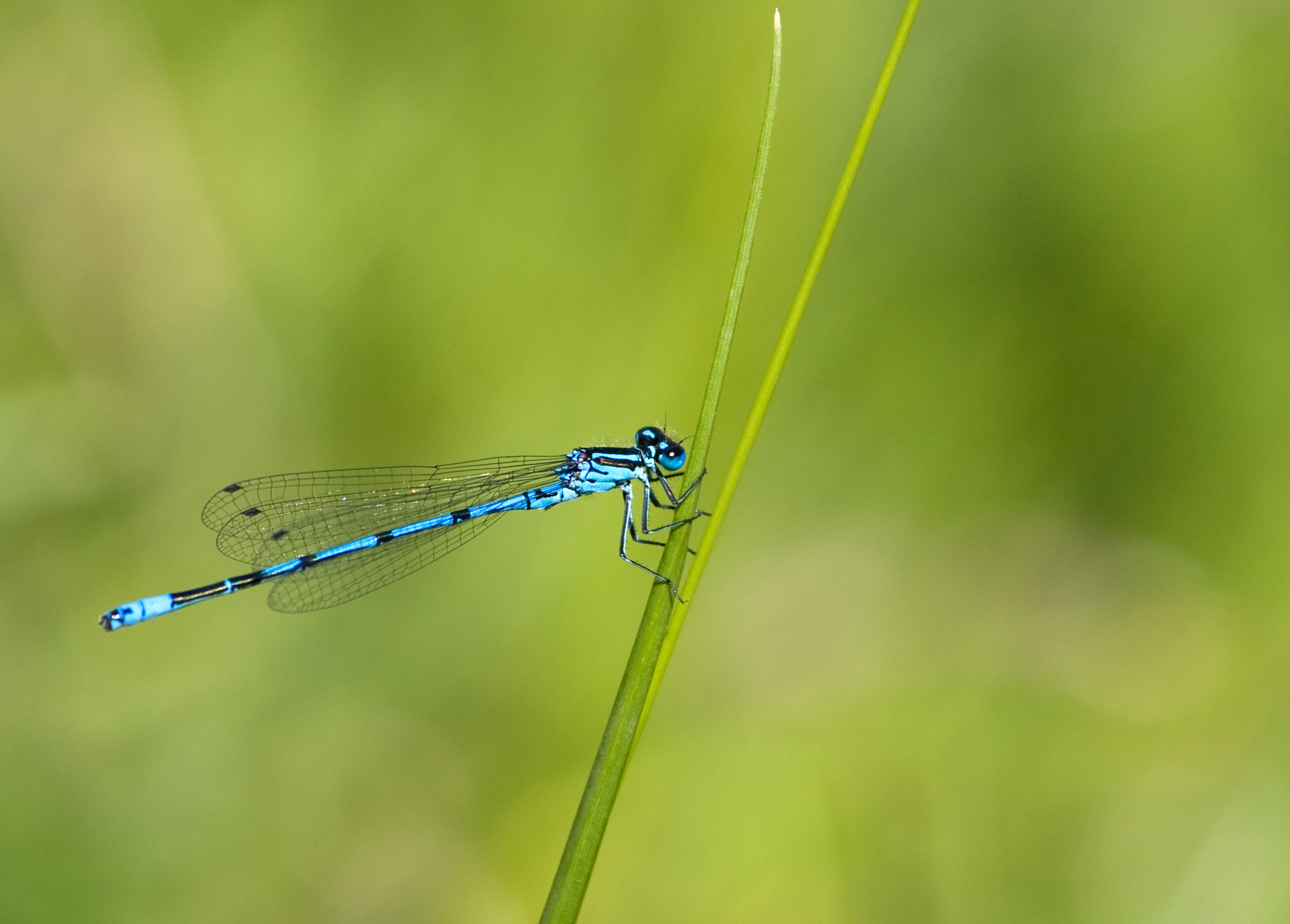 dragonfly damselfly blue free photo