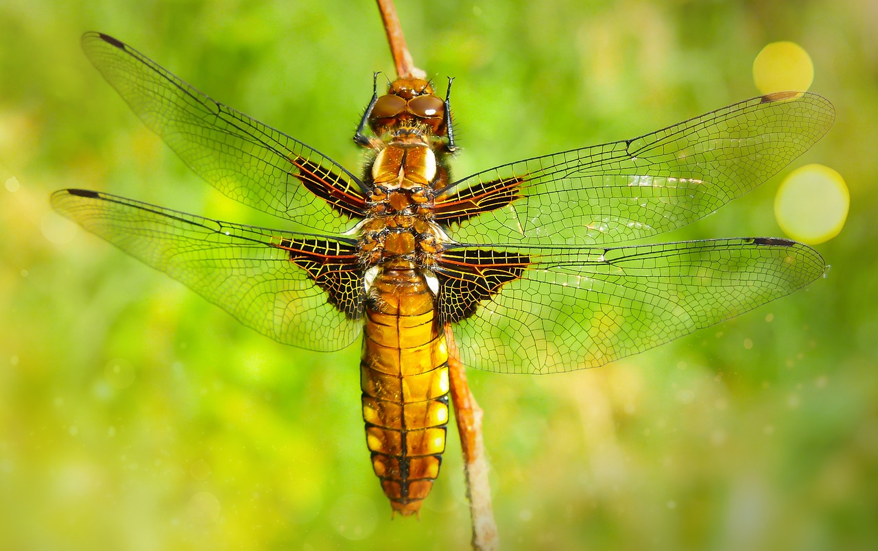 dragonfly płaskobrzucha  female  dragonflies różnoskrzydłe free photo