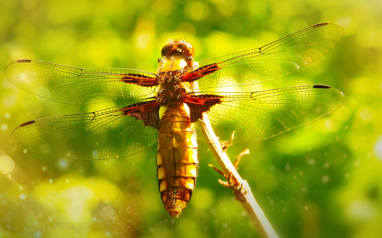 dragonfly płaskobrzucha  female  dragonflies różnoskrzydłe free photo