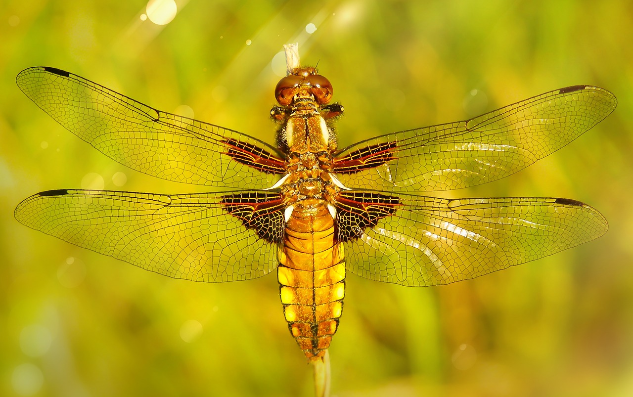 dragonfly płaskobrzucha  female  dragonflies różnoskrzydłe free photo