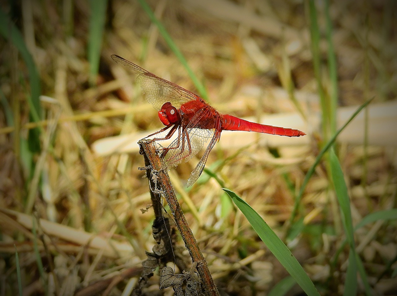 dragonfly red  insect  nature free photo