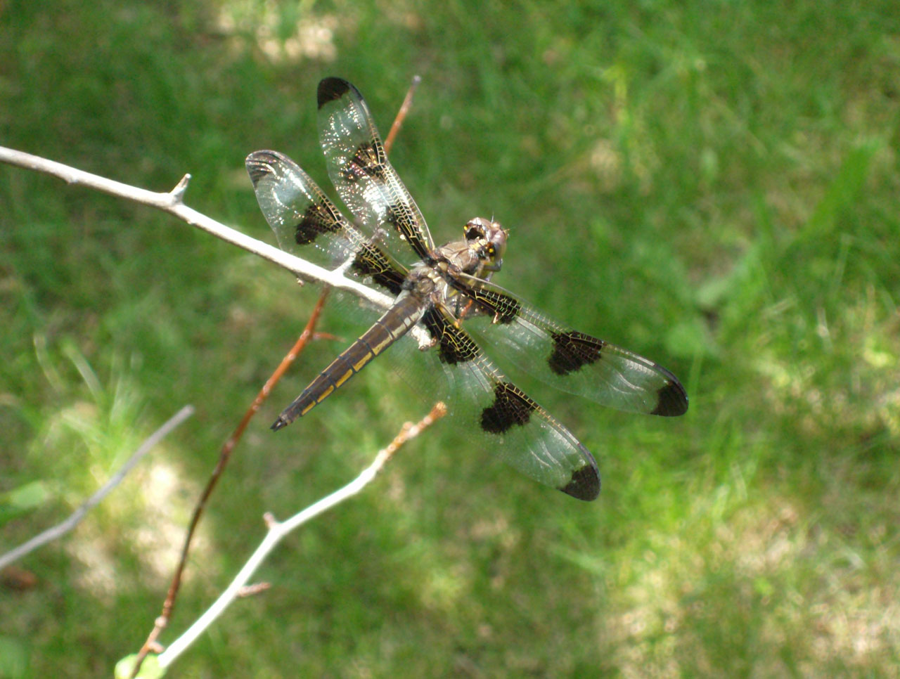 dragonfly nature spring free photo