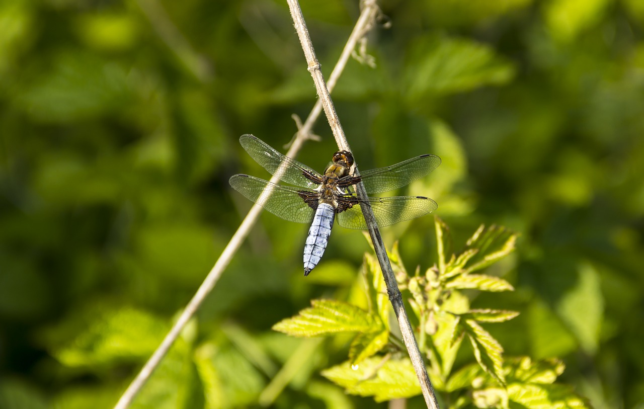 dragonfly sitting on a stick  dragonfly basks in the sun  eyes free photo