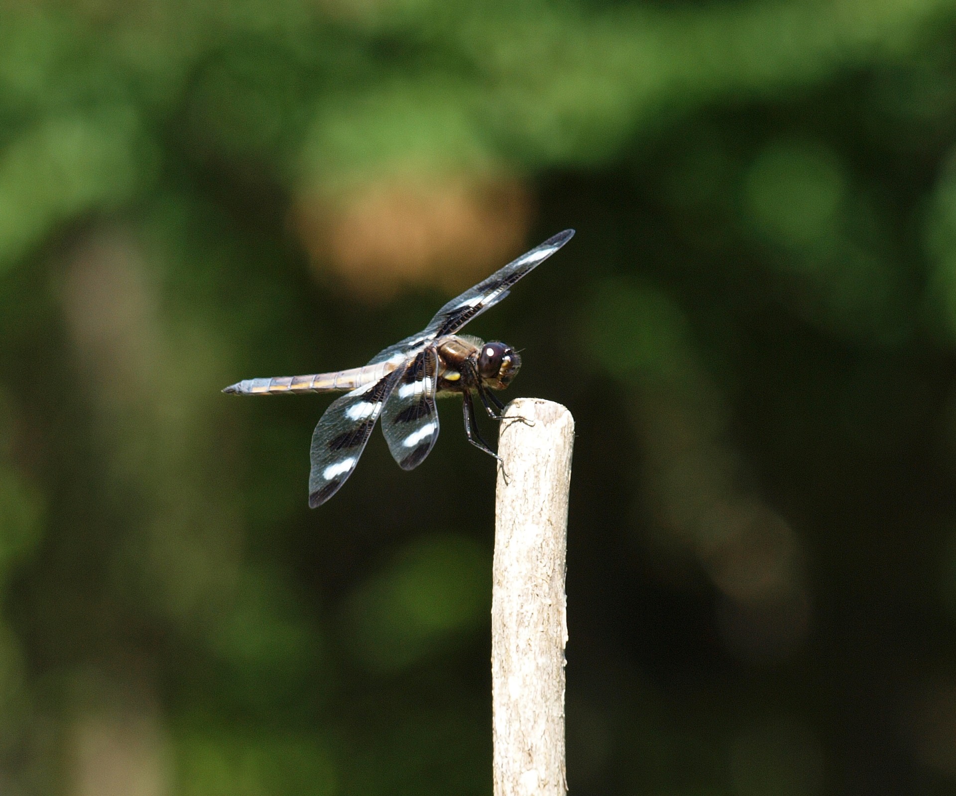 dragonflies insects insect free photo