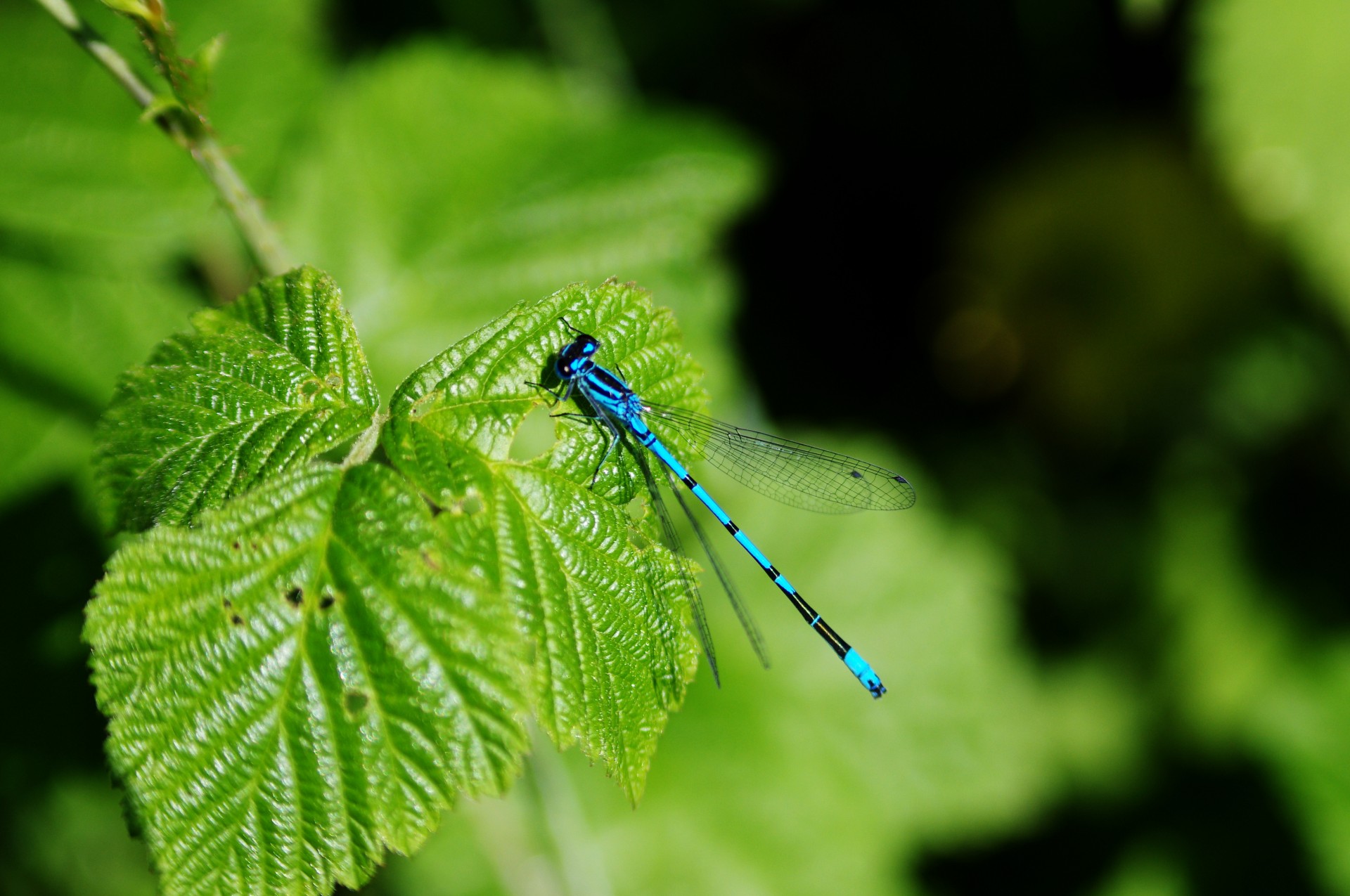 coenagrion pulchellum insect dragonfly free photo