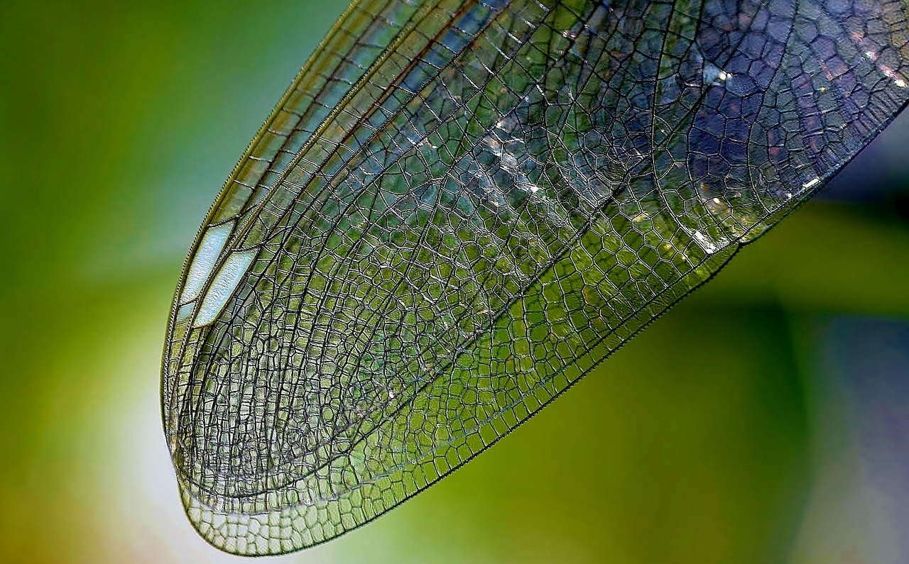dragonfly wing nature close free photo
