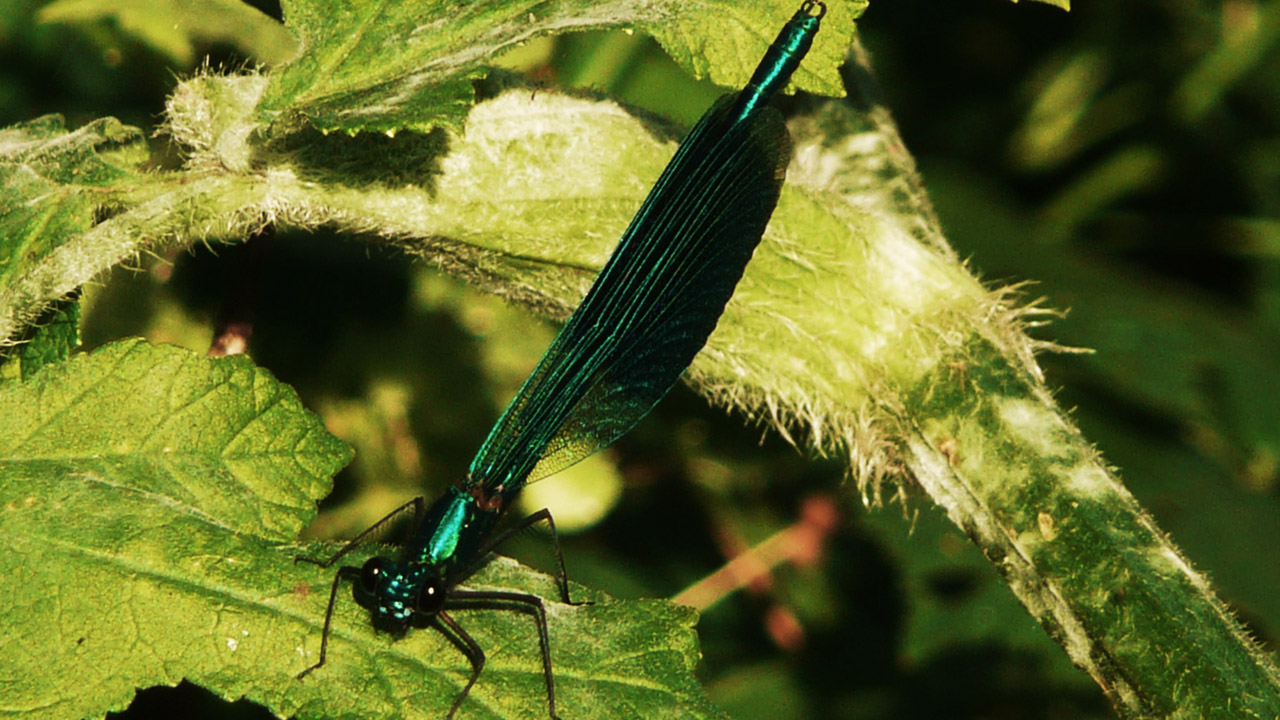 dragonfly nature leaf free photo