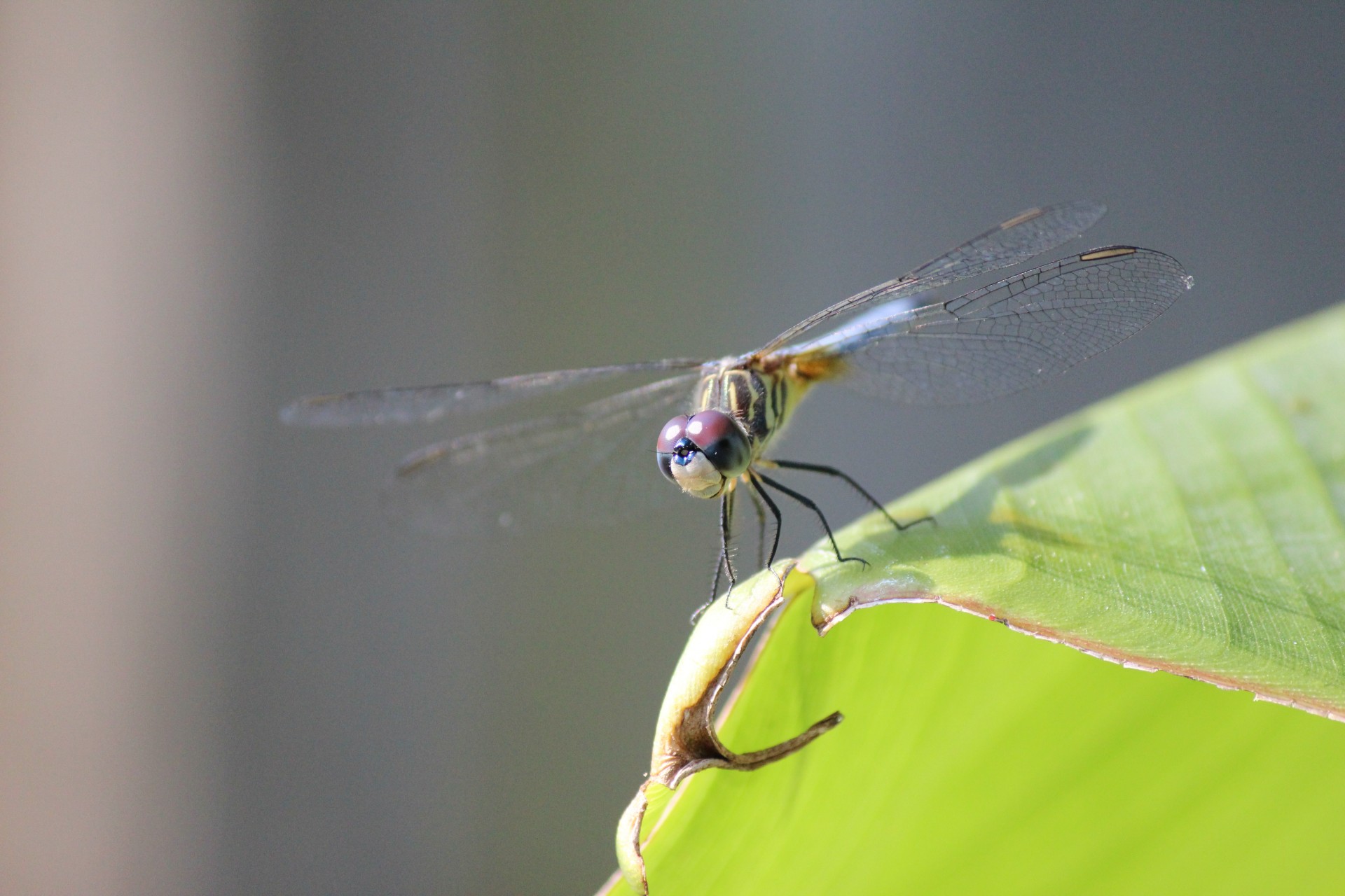 dragonfly wings legs free photo