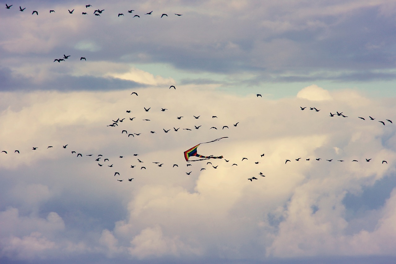 dragons  birds  flying free photo