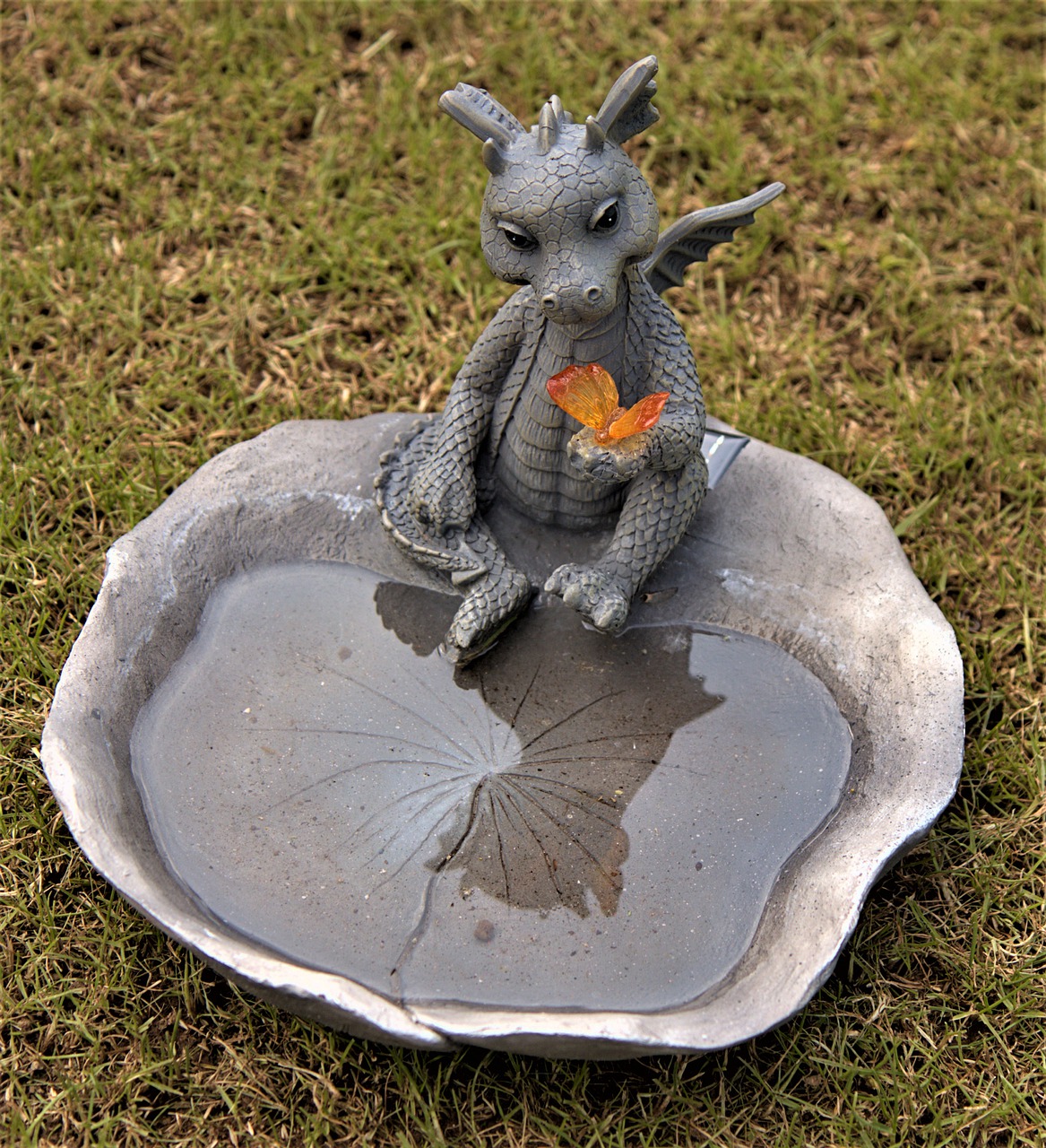 dragons with water bowl  mirroring  butterfly free photo