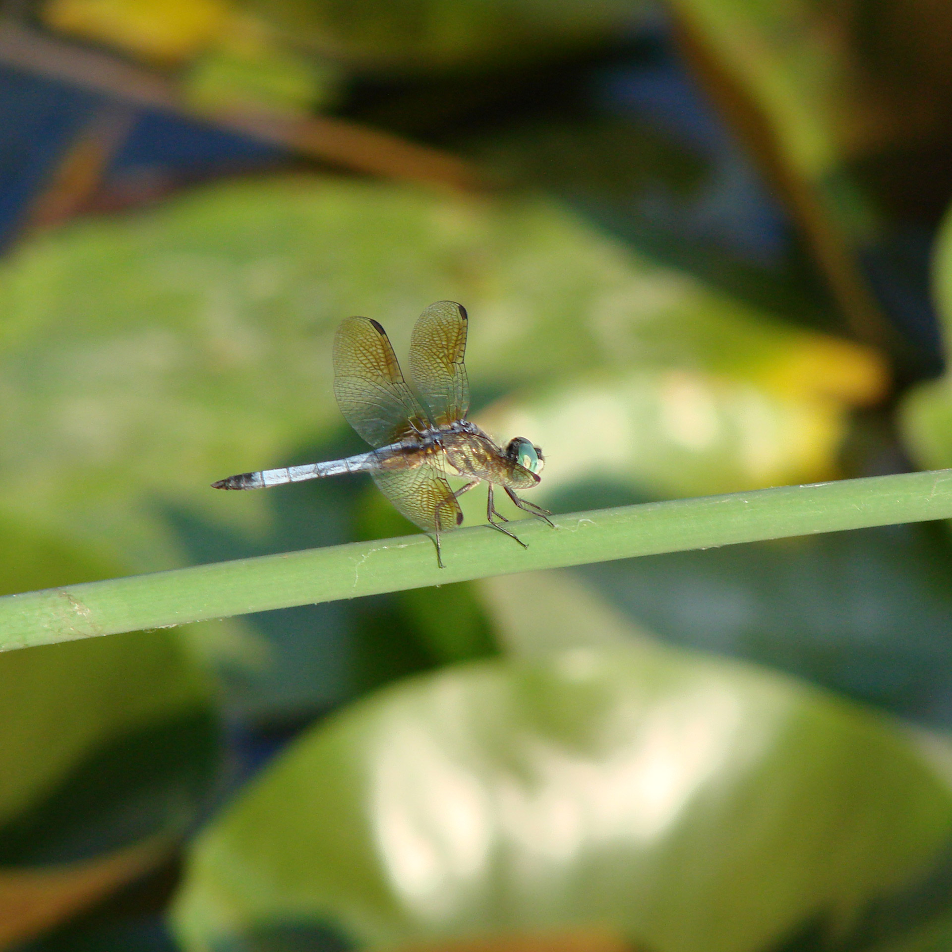 dragonfly grass nature free photo