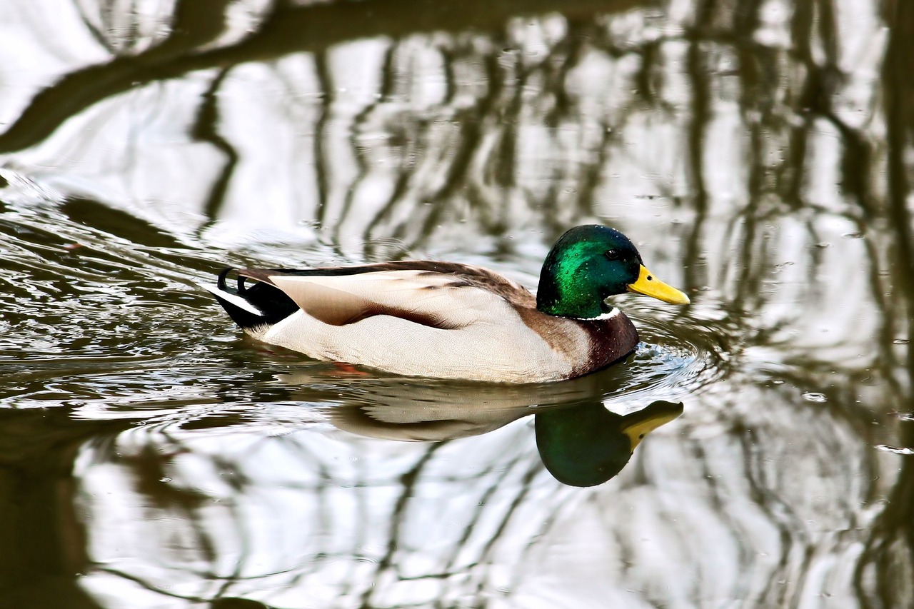 drake mallard duck free photo