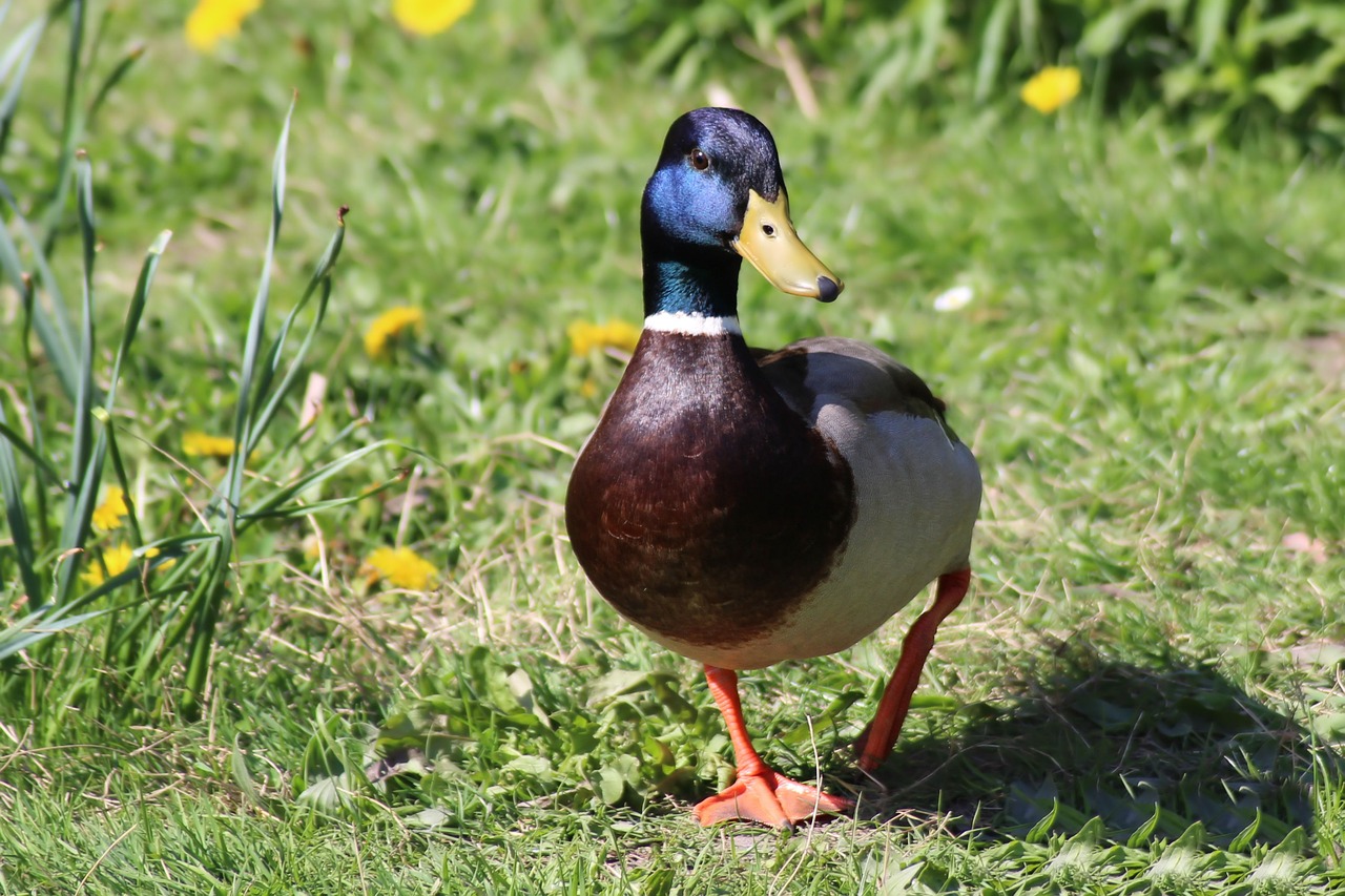 drake duck mallard free photo