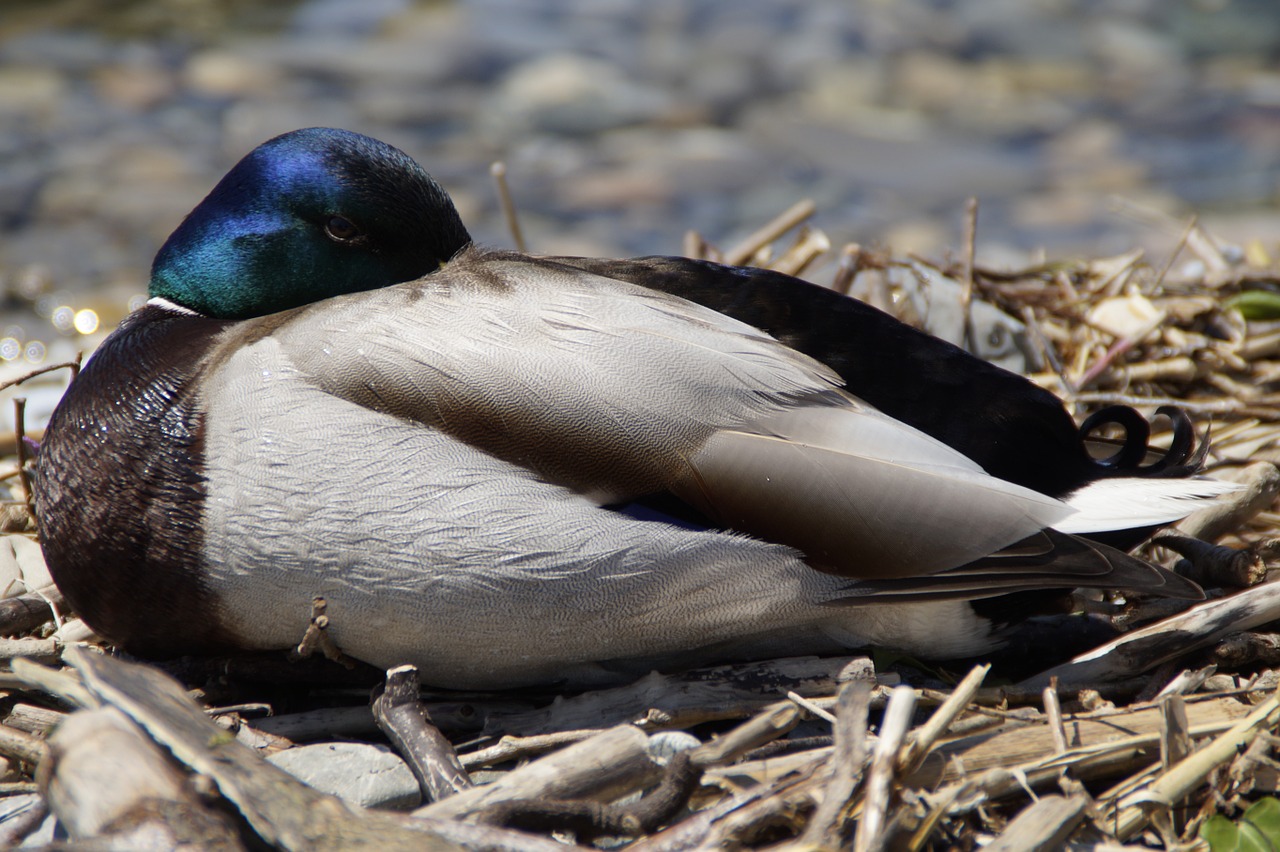 drake sleep duck free photo