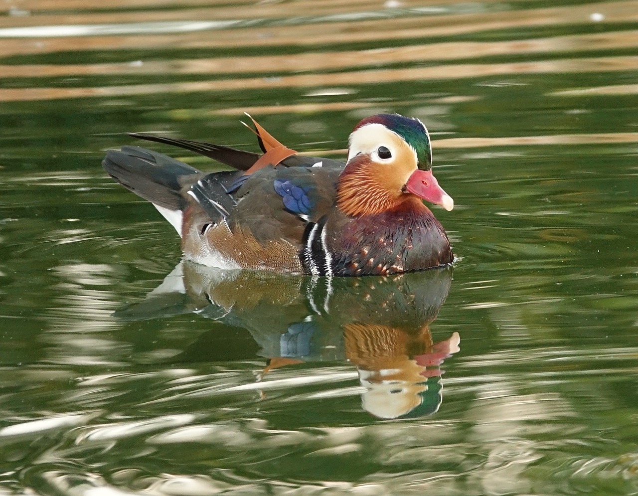 drake mandarin duckling free photo