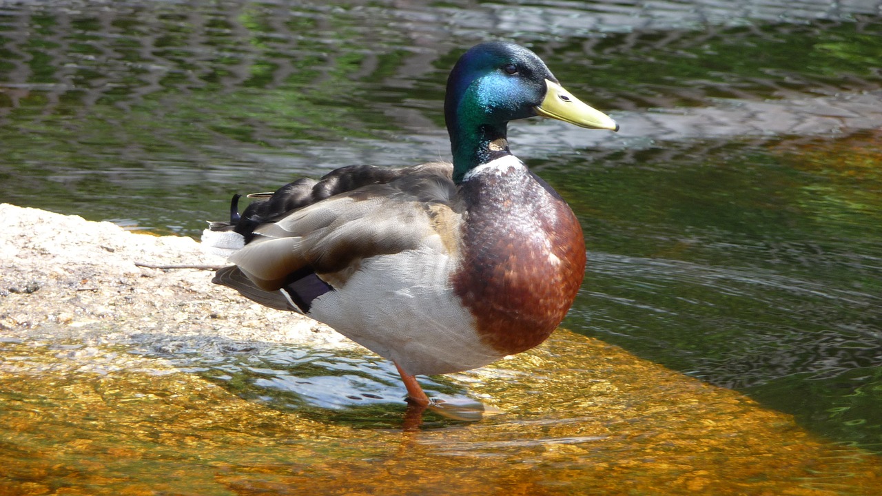 drake duck animal free photo