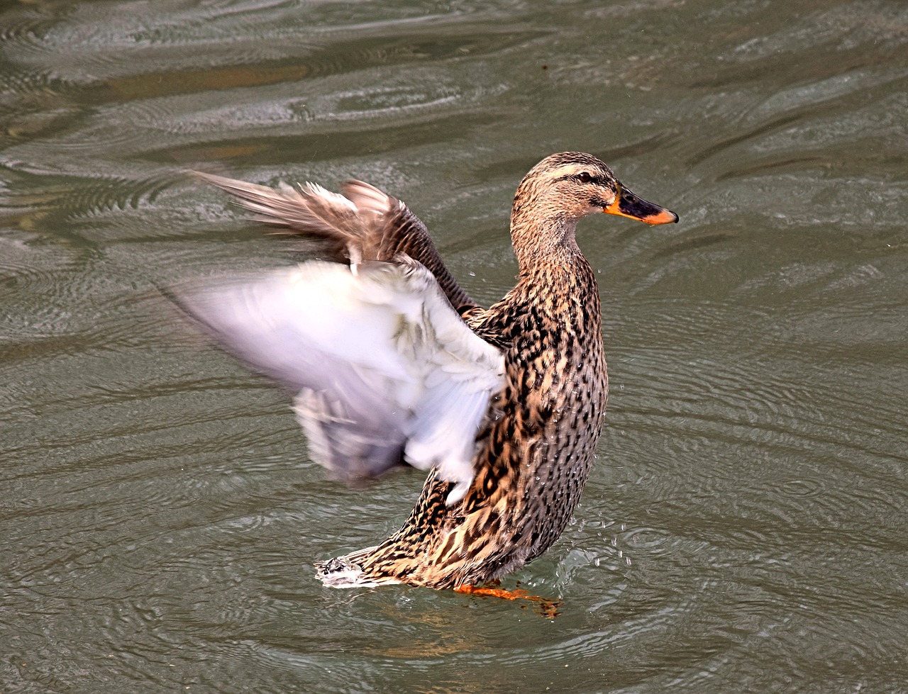 drake duck plumage free photo