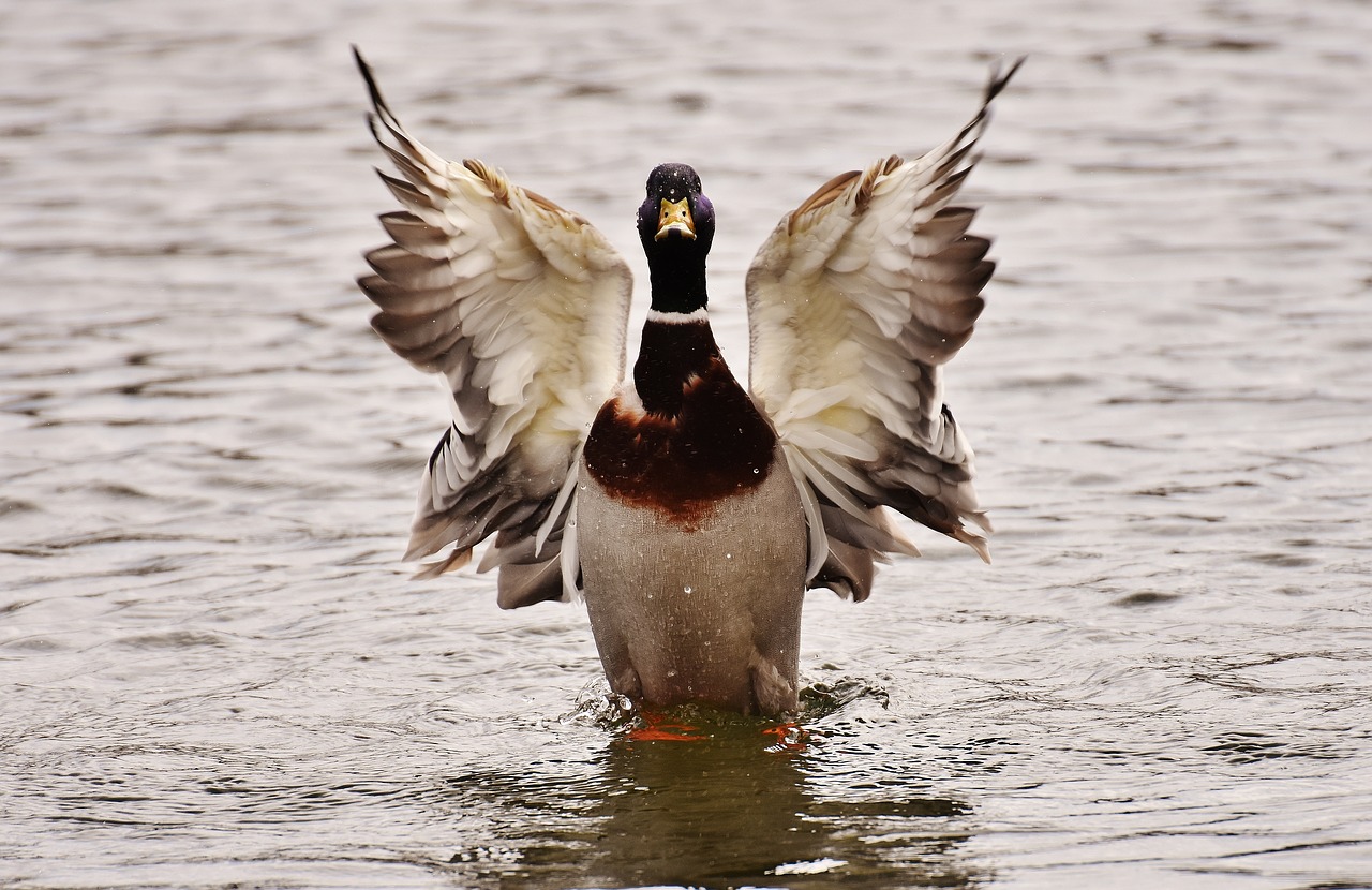 drake duck water water bird free photo