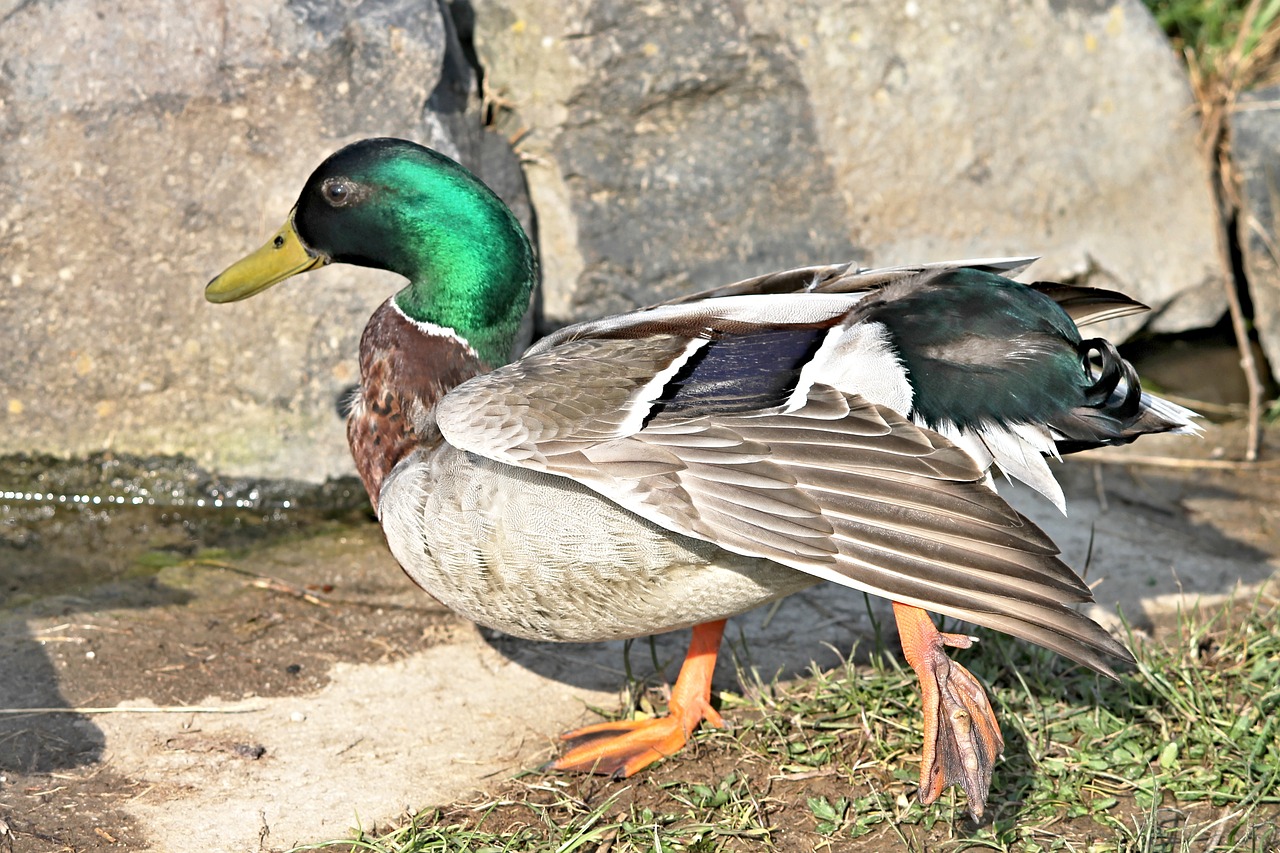 drake mallard duck free photo