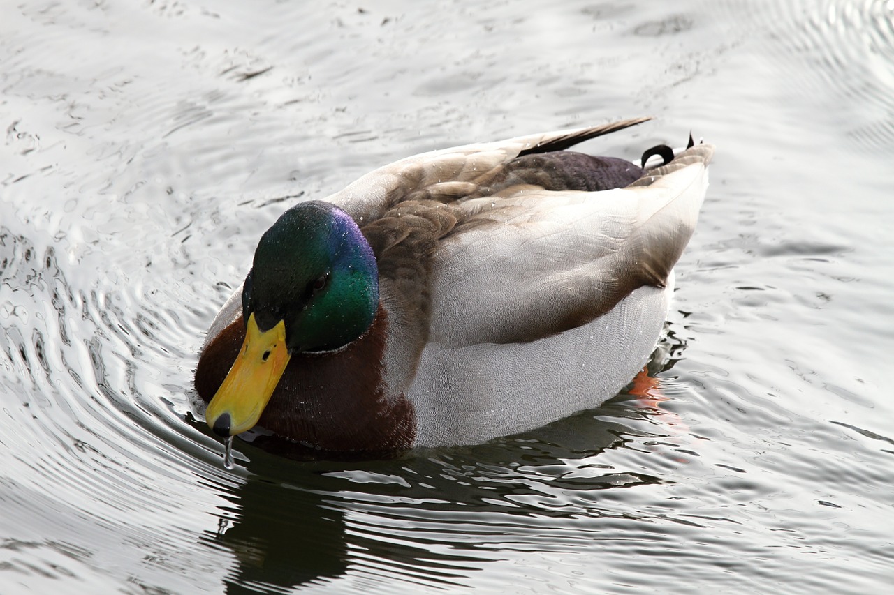 drake duck water free photo