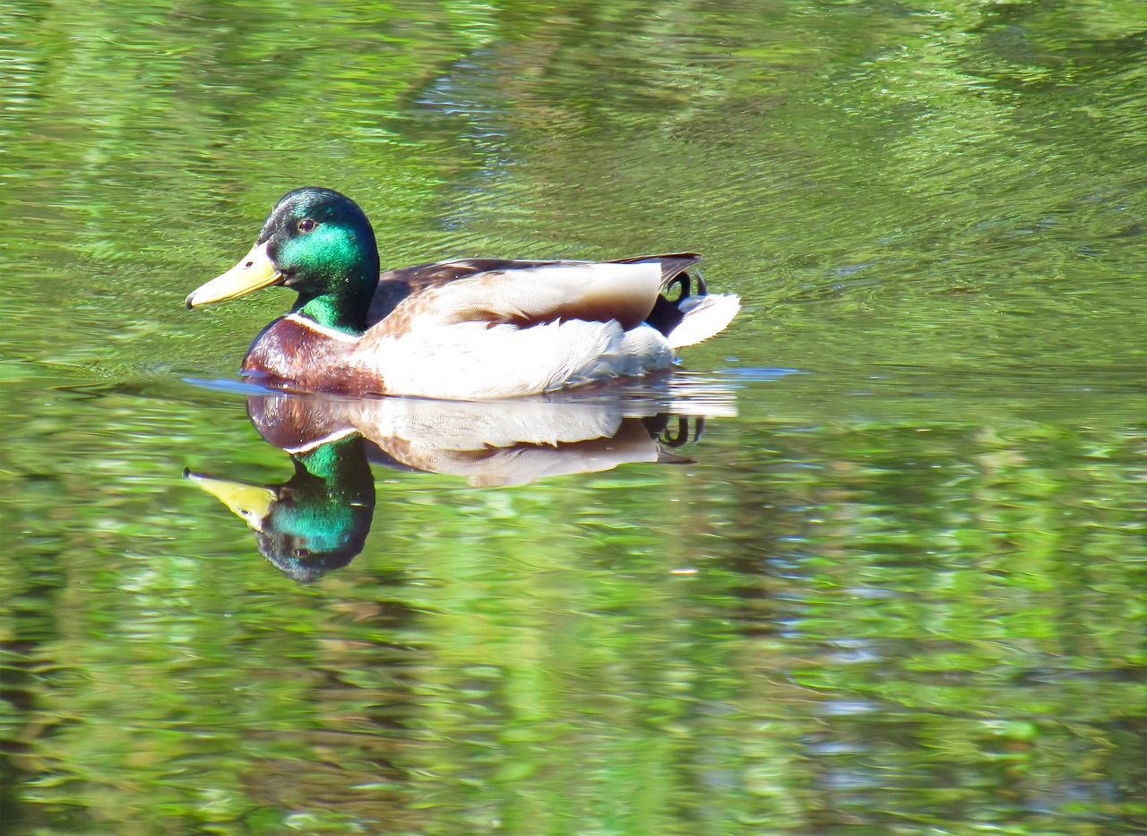 drake floats duck free photo