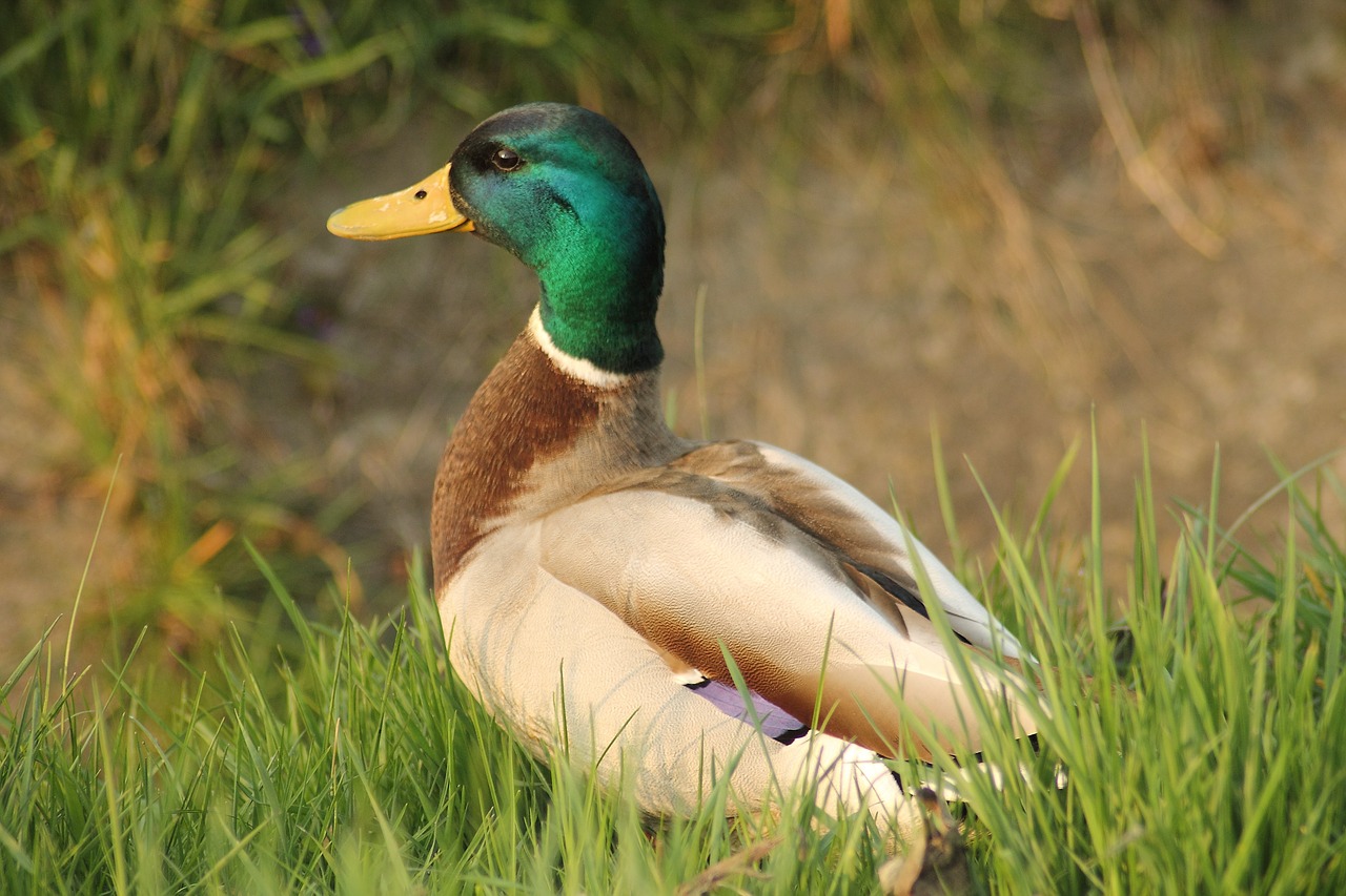 drake duck mallard free photo