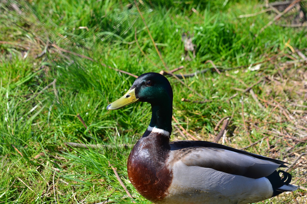 drake duck animal free photo