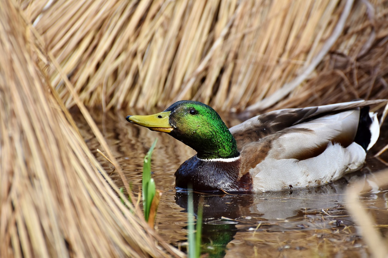 drake duck mallard free photo