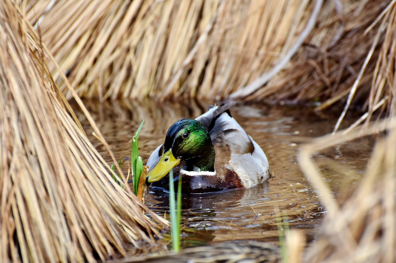 drake duck mallard free photo