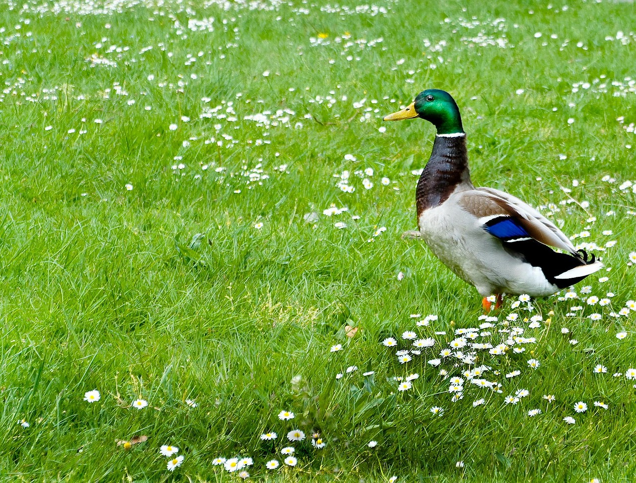 drake duck bird free photo