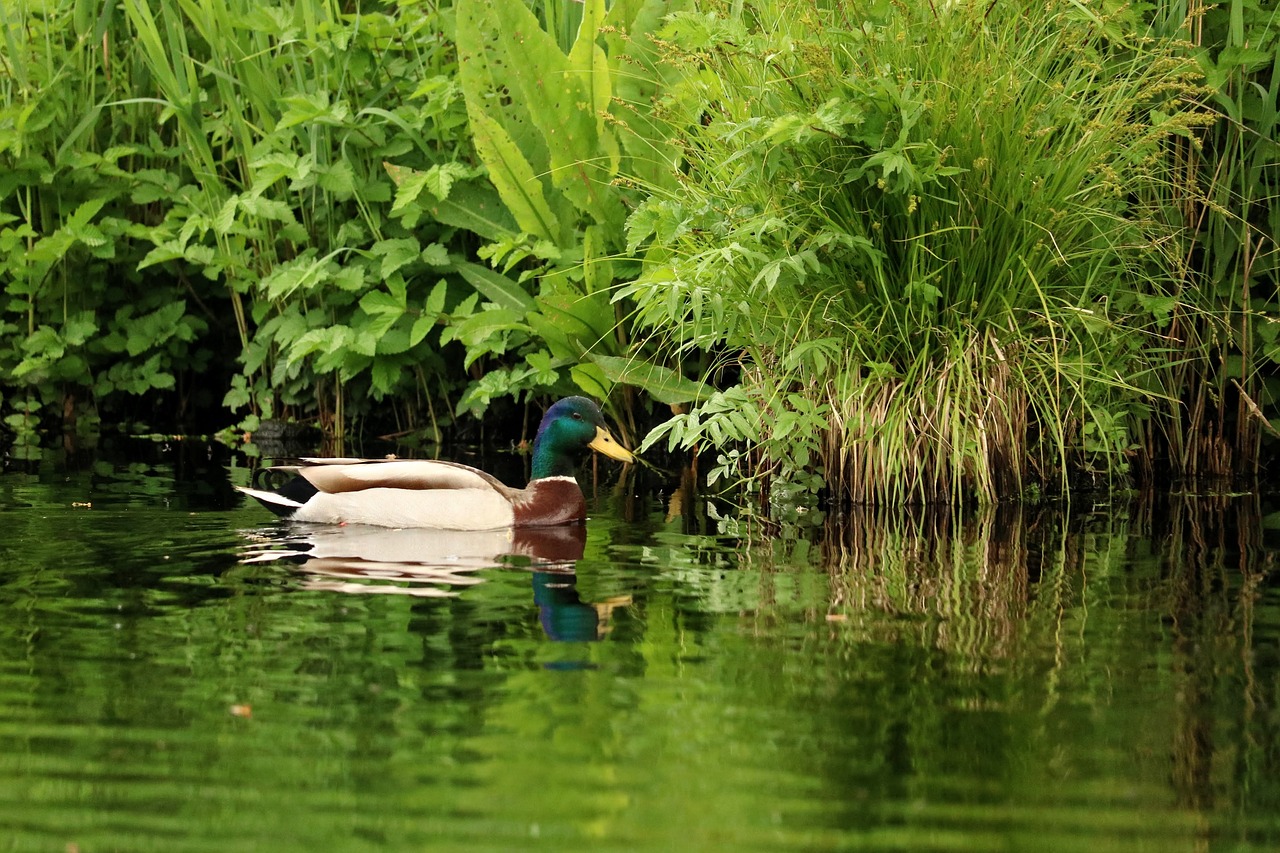 drake  duck  swim free photo