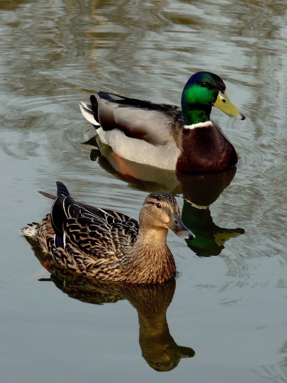 drake duck pond free photo