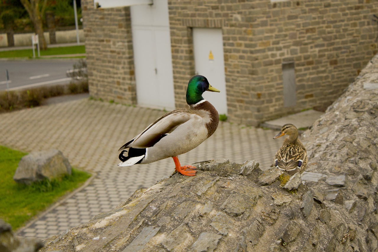 drake duck rock free photo