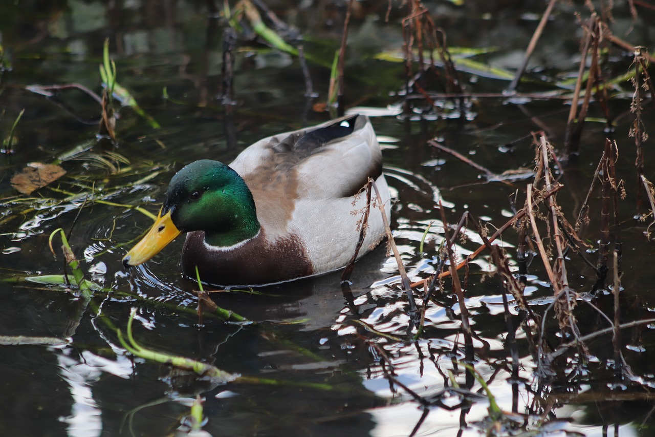 drake  mallard  pond free photo