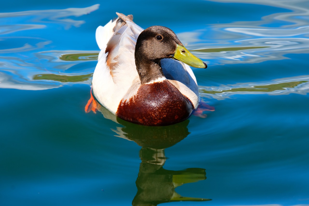 drake  duck  water bird free photo