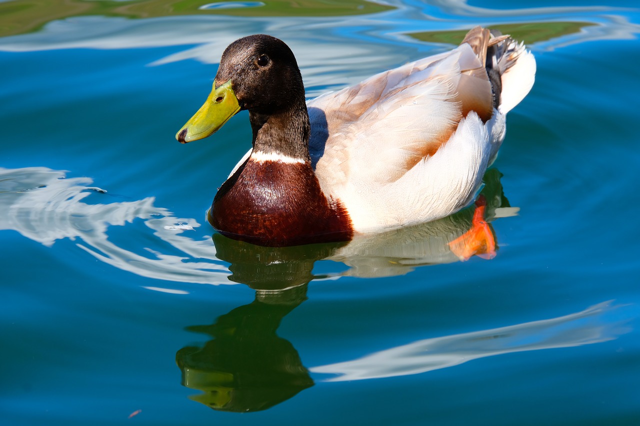 drake  duck  water bird free photo