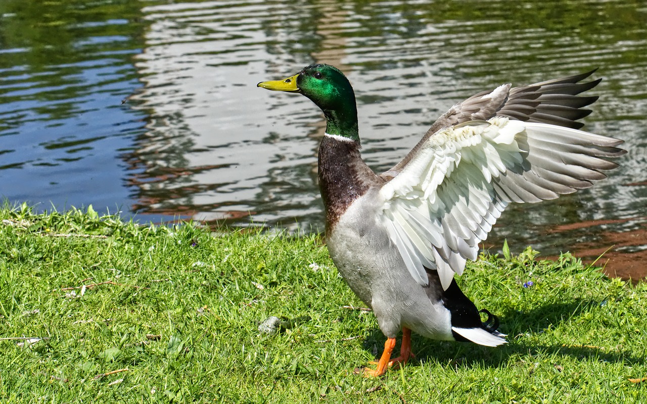 drake  mallard  water bird free photo