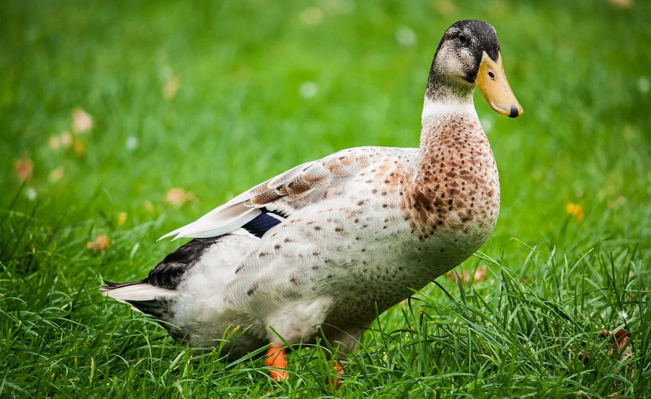 drake duck meadow free photo